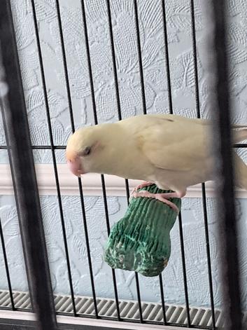 Kakarike