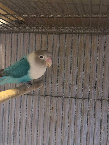 Breeding pair of love birds