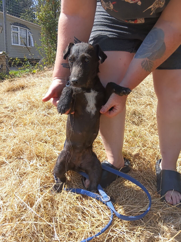 Female 10 months old
