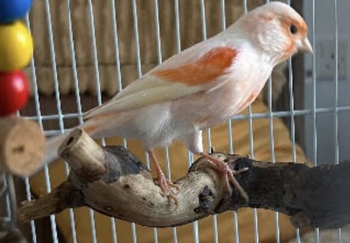 Young male canary