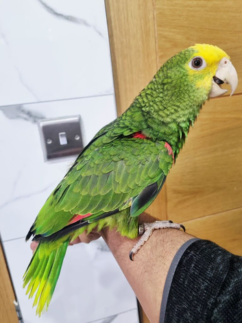 Hand reared baby double yellow headed amazon