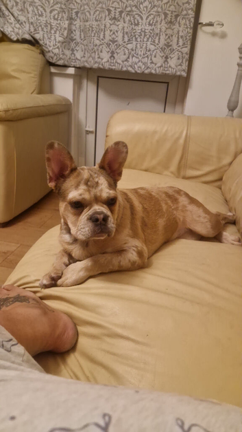 French bulldog  girl