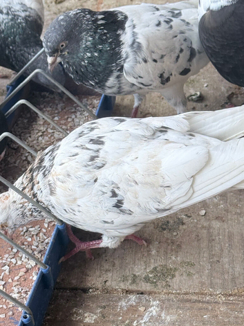 Almond male pigeon