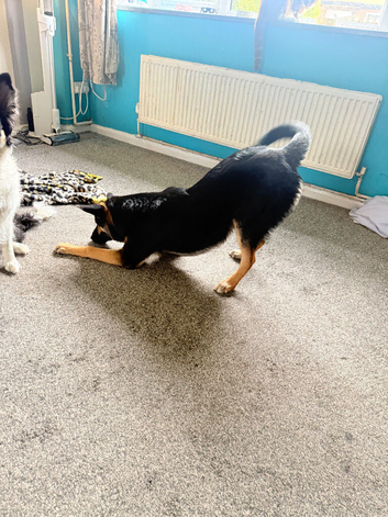 6 month old puppy