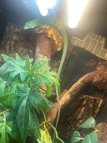 Green keel lizard full set up