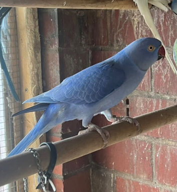 Ringnecks lovebirds cocktails