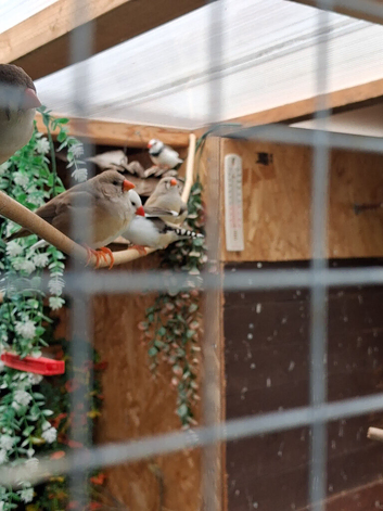 Zebra finches mixed colours