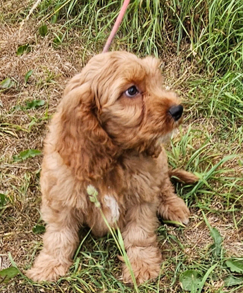 Beautiful cockapoo x cavalier puppies for sale