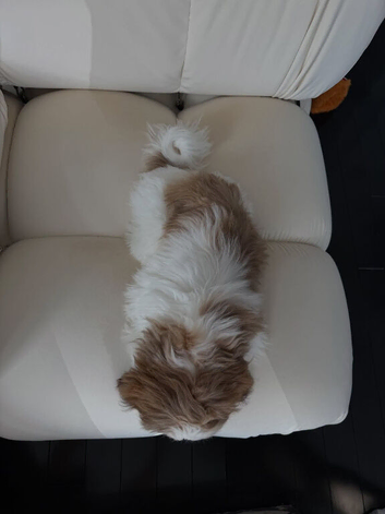 Shih Tzu Girl