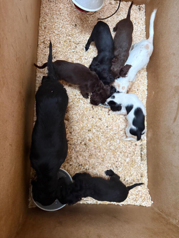 Cocker spaniel pups