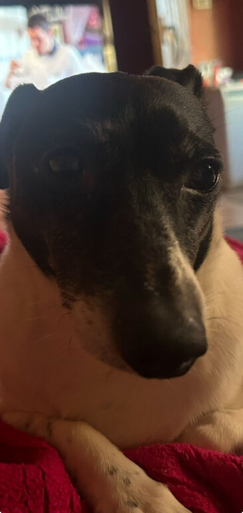 Lovely dog needs rehoming asap!