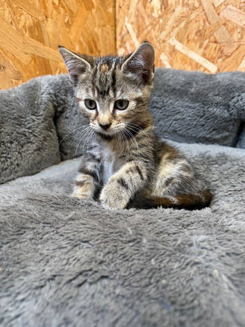 Female Kitten
