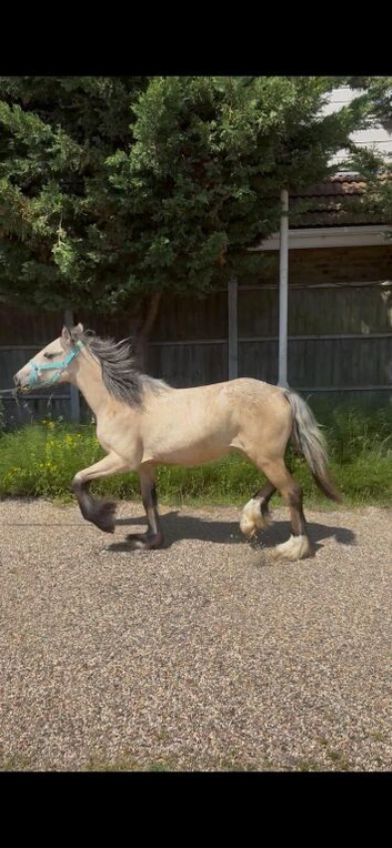 Filly