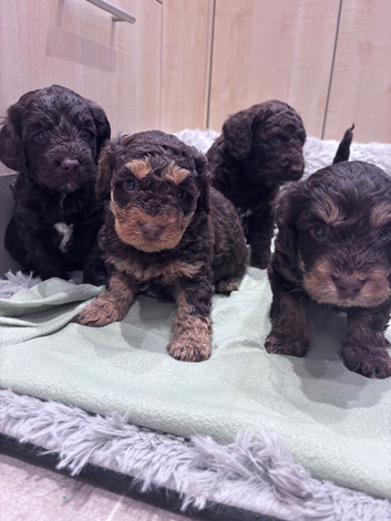 Cockapoo puppies