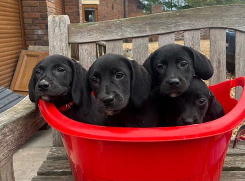 Full black labs