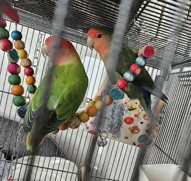 Bonded Pair Of Love Birds