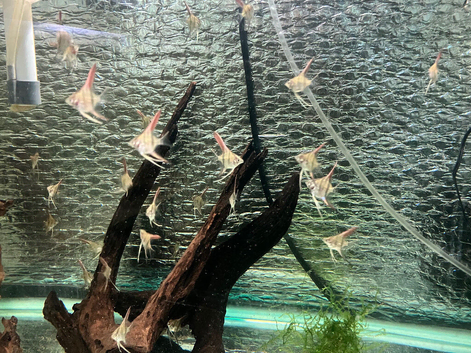 ANGEL FISH
