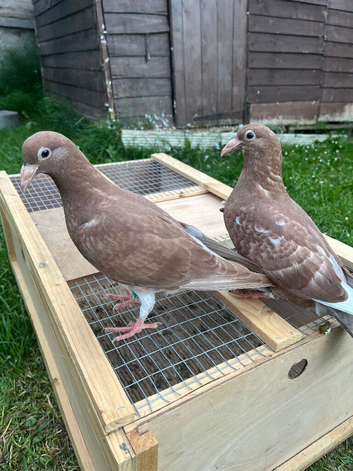 chocolate pigeons