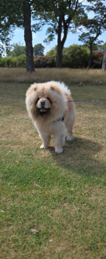Chow chow male