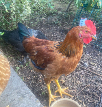 Hybrid Cockerel - 13 weeks old, raised on organic feed in a natural garden