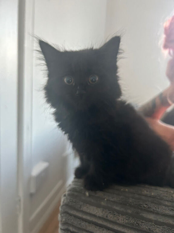 Kittens