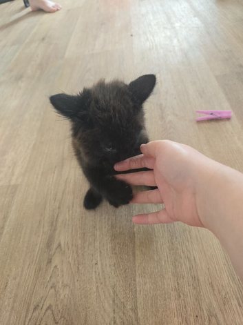 3 kittens for &pound;65 each