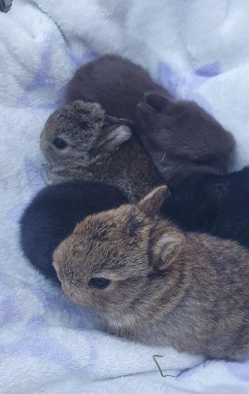 Netherland Dwarf Kits