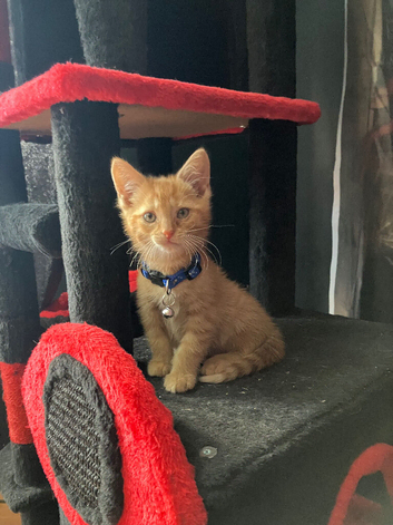 Ginger male kitten