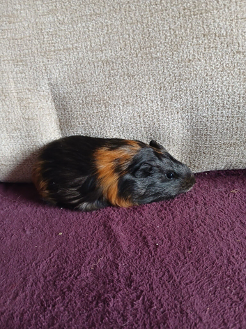 Baby boarshl