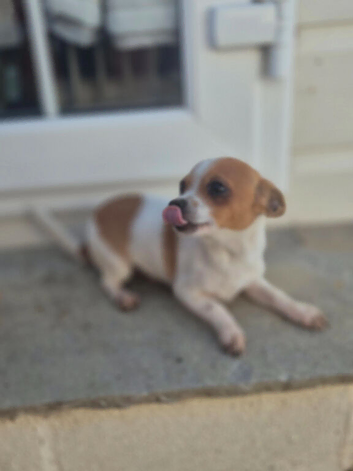 Beautiful chihuahua puppies