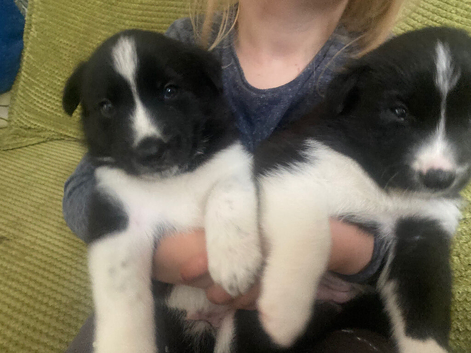Collie/Husky