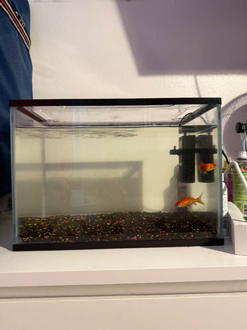 2 goldfish and tank