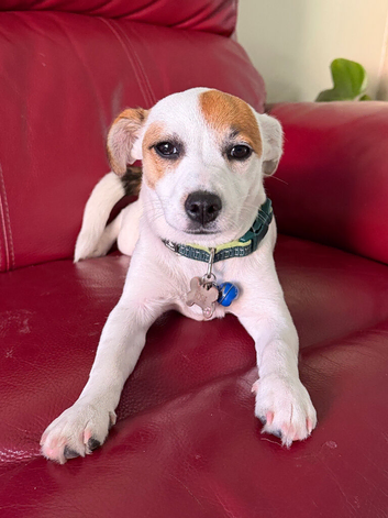 Jack Russell Puppy in Reading