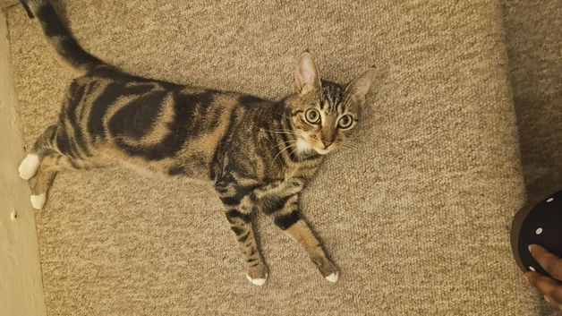 A cute one year old cat looking for a forever home