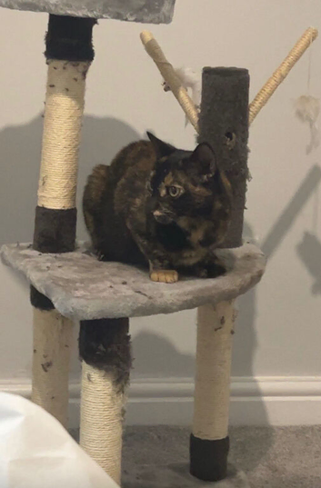 Beautiful 5 year old cat she&rsquo;s been spayed and everything