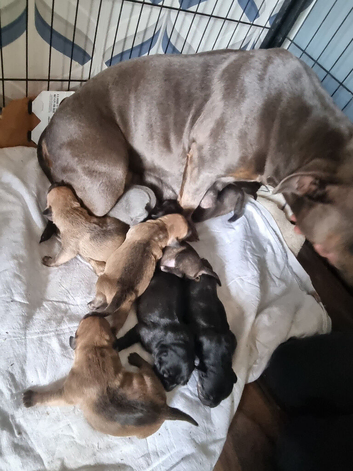 Beautiful staffy puppies