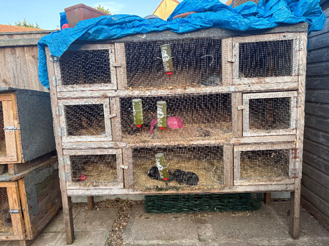 4 x rabbits and hutch