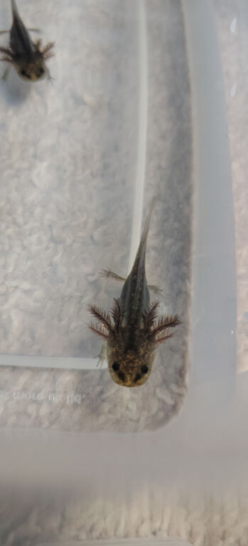 4 month old baby axolotl