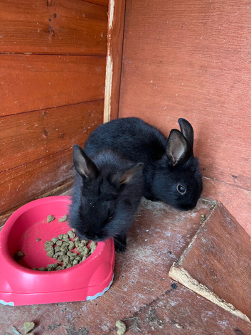 Lionhead rabbits
