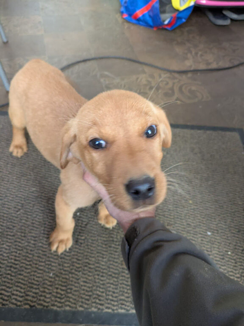 Labrador puppies