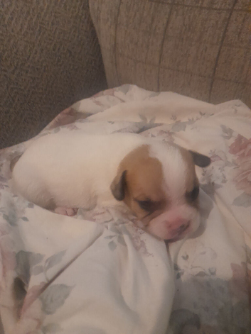 French staff pups