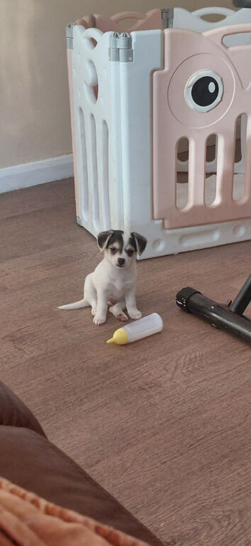 Chihuahua puppies