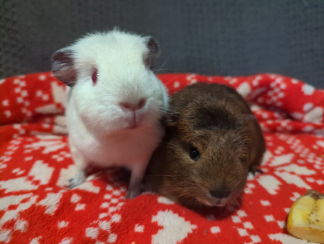 Baby guinea pigs