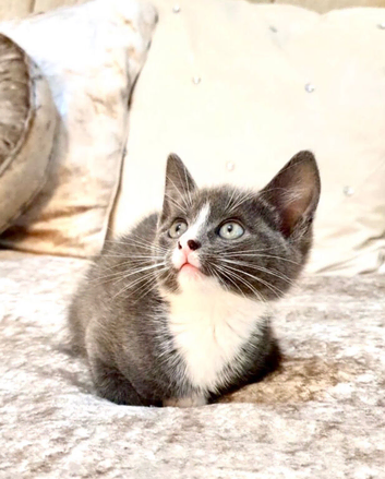 British Shorthair Boy