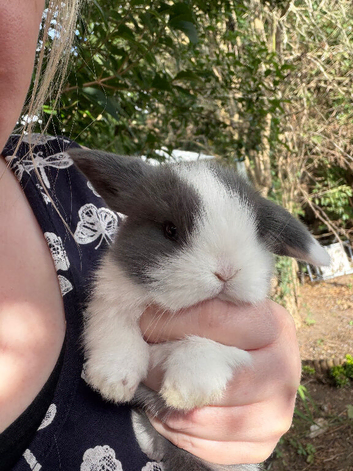 Mini lop rabbits