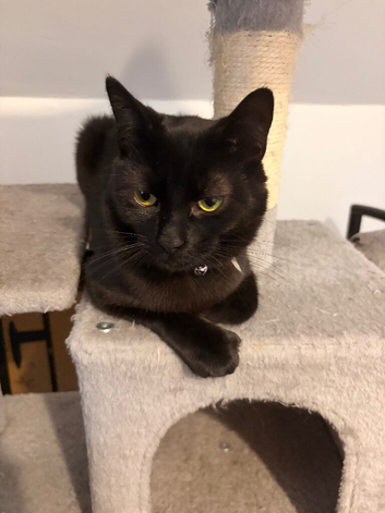 Beautiful boy looking for his forever home