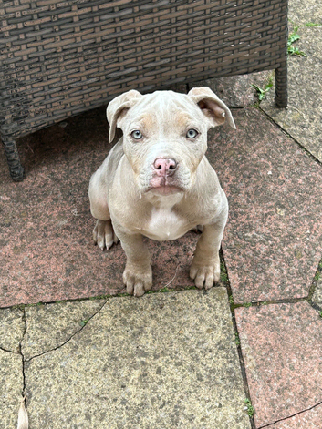 3 month old Bulldog puppies