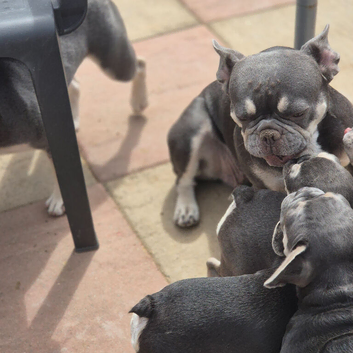 KC Female French Bulldog