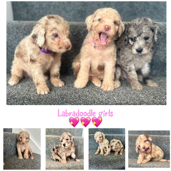 Labradoodle F1B Health clear pups