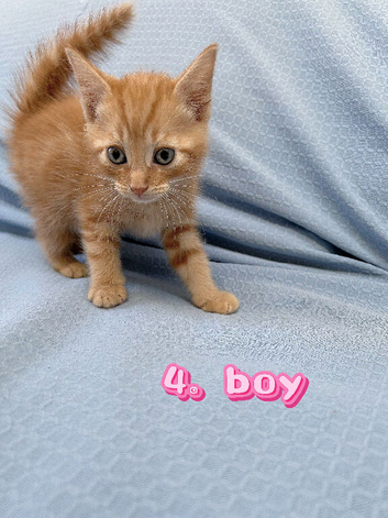 Kittens